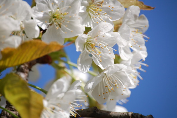 Foto: Kirschbaumblüten